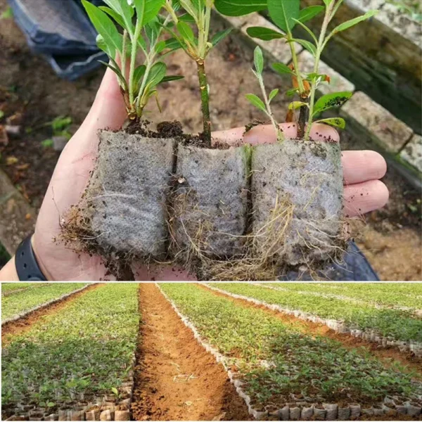 100Pcs Plant Grow Bags Nursery Bags Seeds To Sow Flower Pots Biodegradable Non-woven Fabric For Home Garden Accessories Tools - Image 4